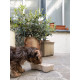 Organic Slow Feeder Bowl for Dogs